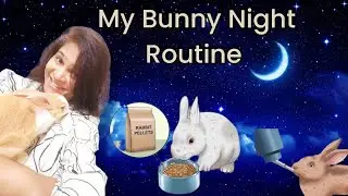 Bunny Night Routine || Bunny Love || Dubai || #rabbits #routine #dubai