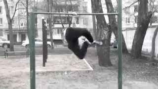 Gimbar))