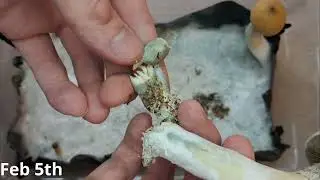 Harvest  Mushroom and Trichoderma talk.