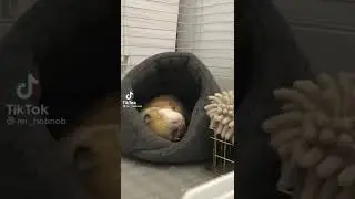 porque ter um porquinho da india!