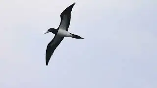 Kyushu cranes and other birds