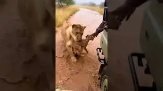 They didn't think the lioness would do that.