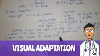 Visual Adaptation, Dark Adaptation and Light Adaptation
