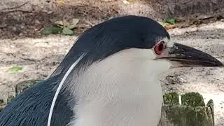 Tour the Seaside Seabird Sanctuary with me!  The Costume Jeweler! Love this place and their mission!