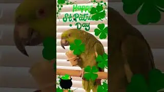 May the luck o' the Irish be yours this bonny St Patrick's Day! #stpatricksday #shamrock