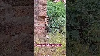 Power of Mother Milk in Baby Monkey 💪🐒#shorts #monkey #breastfeeding #bandar #animals #hanuman