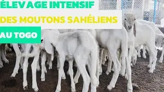 #elevage #mouton #agriculturebiologique #agriculture 