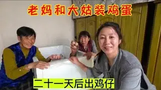 老妈新想法用热水袋孵鸡仔，和大姑装了一百个鸡蛋，21天后看成果