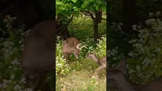 The Deer Whisperer: Clover and Buck faceoff
