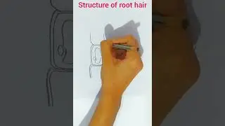 structure of root hair
