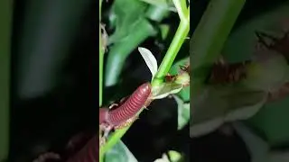The Incredible Locomotion of the Millipede