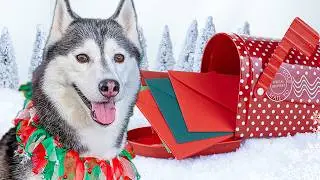 Мои собаки посылают ВАМ рождественскую открытку 🎄 Обмен праздничными открытками с хаски 2023