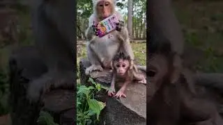 Sweetie newborn baby monkey and mom take care