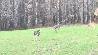Trophy Whitetail Hunt Action