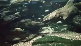 Shedd Aquarium