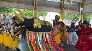 Boi Arco de Ouro de Arcoverde Brincantes Nas Escolas Buique- PE Ciclo Carnavalesco 2025 Fundarpe.