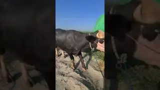 Top Quality Nilli Ravi bull owner Pindi Sidhu 🚩