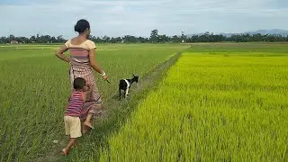 Agriculture Life of Hazong bro village 