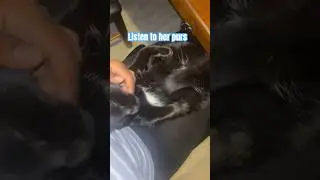 #purringvibes #purringcat #purring #cutekitty #cutecatsdaily #cutevideos #cutecats_oftheworld