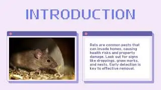 Rat Removal Services Near You Efficient and Reliable Solutions