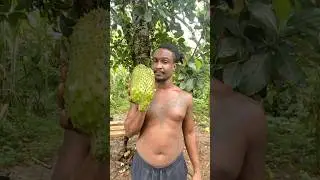 Harvesting Soursop On My Farm In Jamaica #shorts #fruit #farm