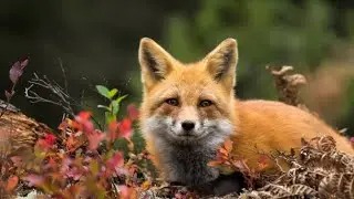 The wild 🦊🦊🦊 fox ||wild animals in forest ||life of fox🦊🦊🦊🥰😁😲