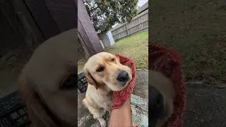 Clean Dog ASMR 😍 #relaxingmusic #love #puppy #labrador #bath