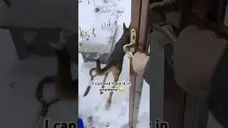And she&rsquo;s off!#gsds #dogjump #snow #dogmom #dogdad #funnydogvideos #jump #fyp #shorts