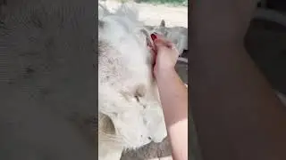 HUGE Lion Claws! INCREDIBLE