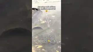 MOMENT LANGKA IKAN KAKAP #fishing #paser #mancing #paserparalon #mancingmania #fish #shorts #kakap