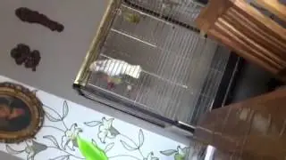 Nature One techno Vogel