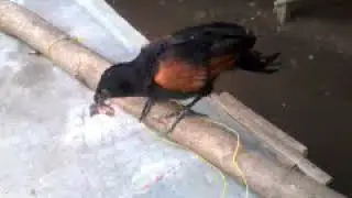 Bubut jawa pliharaan gua lgi makan hahaha..