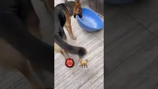 #dogshorts #feedshorts #germanshepherd #shortsfeed #foryou #trending #dog #gsds #pets #funny