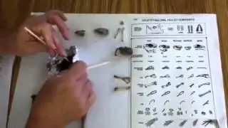 Science Force - Barn Owls