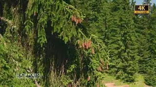 4K Aerial view of Elatia and Frakto forest in Rhodope Greece