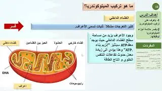 حادي عشر علمي   أحياء   الميتوكوندريا وأصولها 1