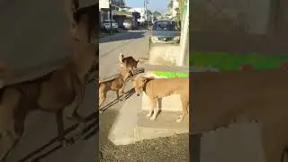City of Angels #viralvideo #shortvideo #youtubeshorts #😘😘😘😘💕🐶🐶🐶🐶😘😘💞💞💞💞🙏🙏🙏🙏🙏