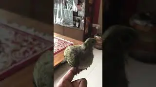 Pink-necked green pigeon