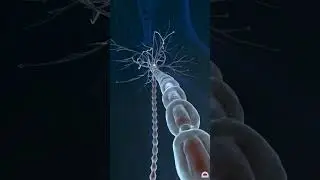 What Happens Inside YOUR Brain's Neuron Synapses?