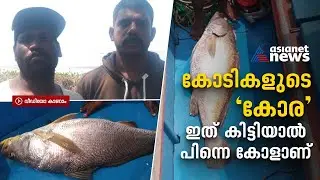 ഒരു മീനിന്റെ വില 59,000 രൂപ; ഇത് 'പൊന്നുതമ്പുരാന്' കിട്ടിയ കോള് | Ghol Fish