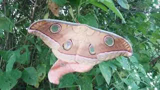Antheraea sp ( Tussar Silk Moth)