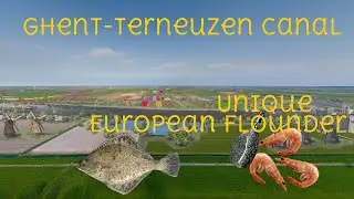 Ghent Terneuzen Canal Unique European Flounder