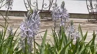 Camassia Cusickii
