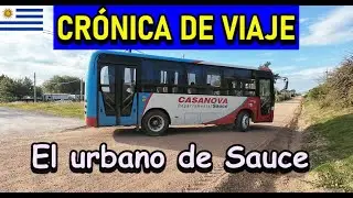 El urbano de Sauce