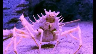 ケアシガニ　Keasigani　Maja spinigera