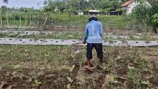 SMART FARMING HACK: REMOVE WEEDS IN EGGPLANT FIELDS FAST WITH THIS TOOL! - Agriculture Farming