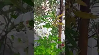 11 March 2023 Morning Time Lovely Blooms 🏵🌿🌼🌿🏵🌿🌻🌼🌿