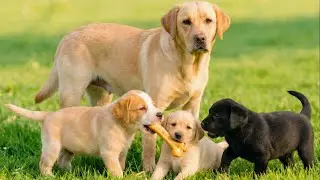 Cute puppies playing with mother dog on green grass - Dog barking sounds - Dog videos