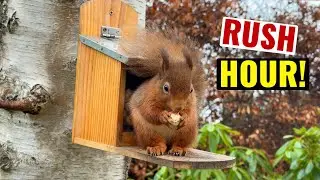 Rush hour at the squirrel feeder