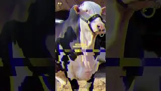 #bakramandi#cowmandi#finecattle#loading#mani#nukri#rajab#sabbi#lalukhetmarket#jamilmemon#surti#